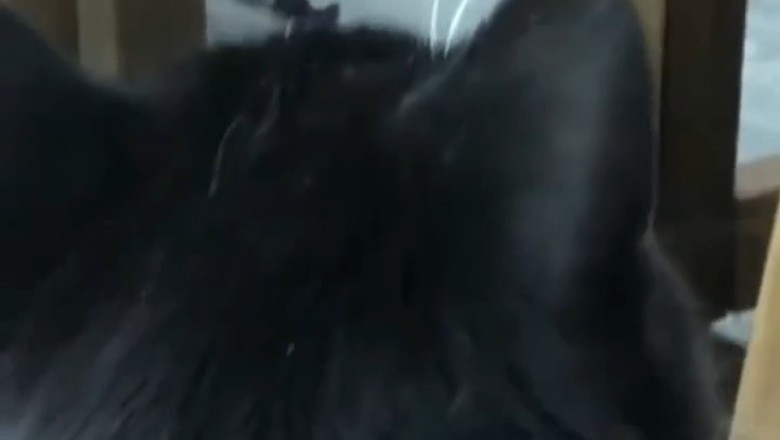 CAT vs. BALLOON: The Most Hilarious Showdown You’ll Ever See!
