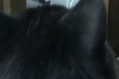 CAT vs. BALLOON: The Most Hilarious Showdown You’ll Ever See!