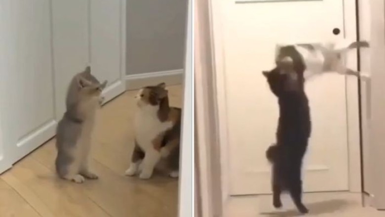 Epic Wrestling Match: Cat vs. Cat Showdown!