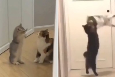 Epic Wrestling Match: Cat vs. Cat Showdown!