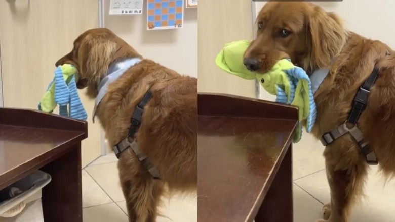Betrayed at the Vet: Tink the Golden Retriever's Beach Day Disappointment
