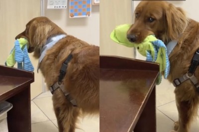 Betrayed at the Vet: Tink the Golden Retriever's Beach Day Disappointment