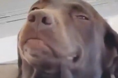 Epic Showdown: Dog vs. Couch! πΆπ₯ You Won't Believe Who Wins!