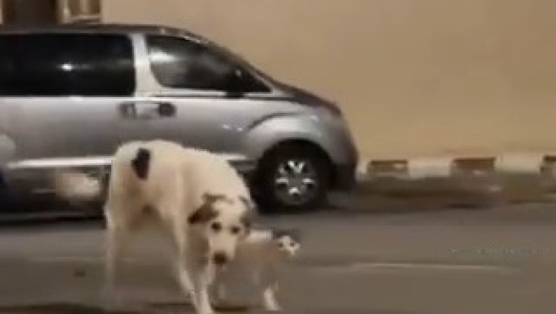 Firulais Gets a New Best Friend! đ¶ The Heartwarming Tail-Wagging Moment!