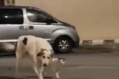 Firulais Gets a New Best Friend! πΆ The Heartwarming Tail-Wagging Moment!