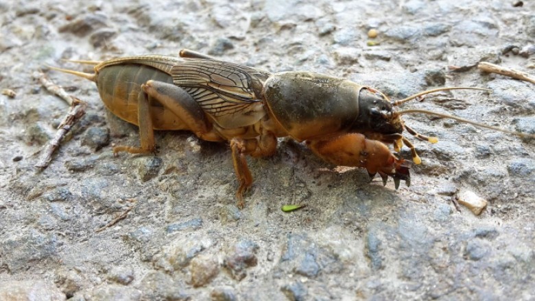 Mole Crickets: The Surprising Inhabitants of Our Gardens