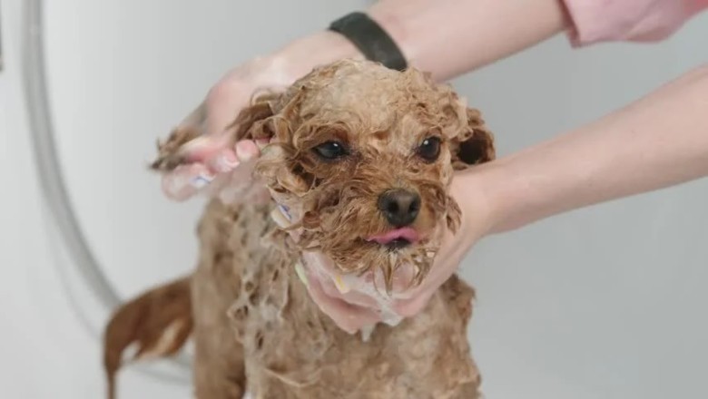 Oliver's Spa Day: The Joy of Pampering at Paws and Claws