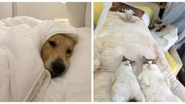 Paw-sitively Hilarious: 18 Adorable Animals That Will Make You LOL!