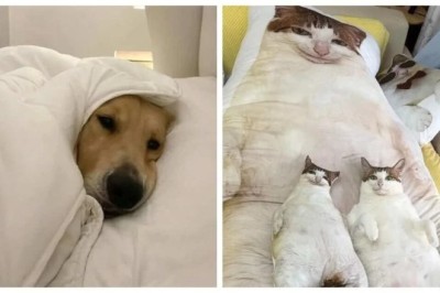 Paw-sitively Hilarious: 18 Adorable Animals That Will Make You LOL!