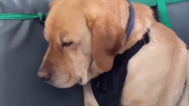 Taking the Pup on a Bus Adventure!