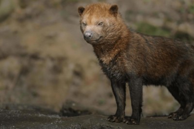 The Bush Dog: A 10-Million-Year-Old Survivor of the Wild