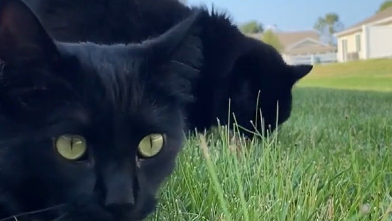 The Grass Gourmet: Two Cats Enjoying Nature's Salad!