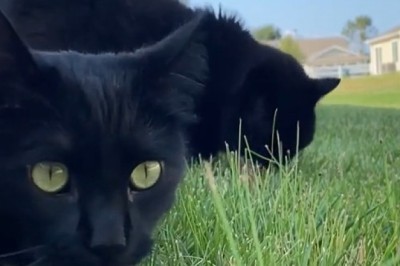The Grass Gourmet: Two Cats Enjoying Nature's Salad!