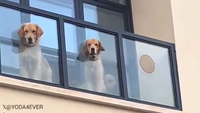 The Neighborhood Gossipers: Hilarious Dogs Spill the Tea!