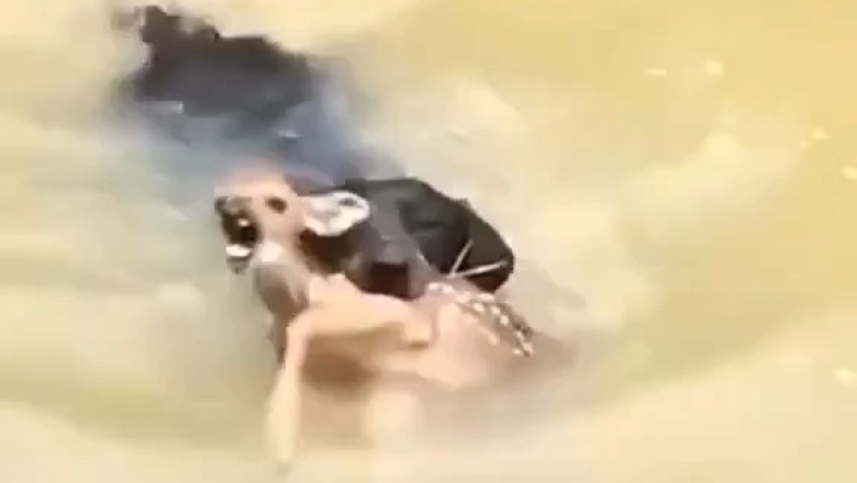 Unbelievable Friendship! 🐶❤️ Dog Rescues Gazelle from River – Their Bond is Unbreakable!