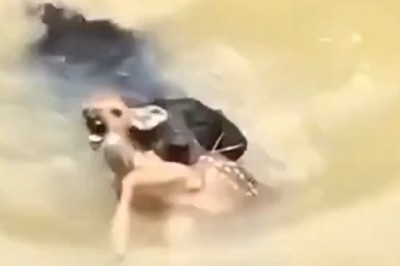 Unbelievable Friendship! πΆβ€οΈ Dog Rescues Gazelle from River β Their Bond is Unbreakable!