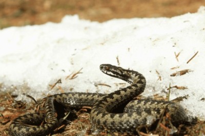 Understanding Vipers: A Lifesaving Guide for Outdoor Enthusiasts