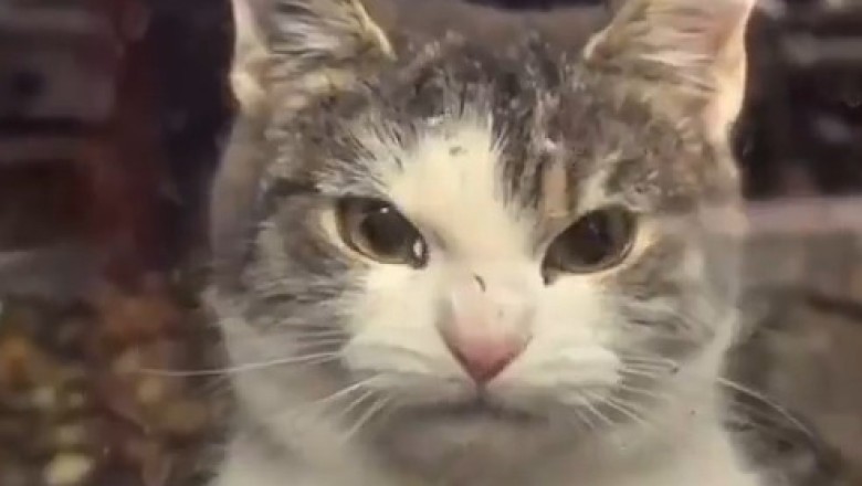 When They Say 'Please Pretend' 😂 | This Cat's Epic Eye Roll Says It All! 🐱🙄