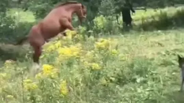 Hilarious Animal Fails: When Nature Goes Comically Wrong!