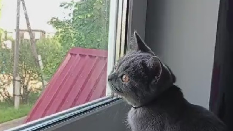 Hilarious Cat Reacts to Mysterious Window 'Visitor' - Prepare for Laughter Overload!