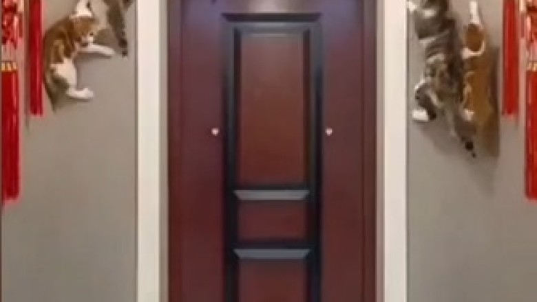 Cat-astrophic Wall Climbers: Feline Parkour Fails!