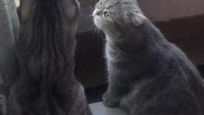 Cat Conspiracy: Feline Masterminds Plotting Against Live Chickens!