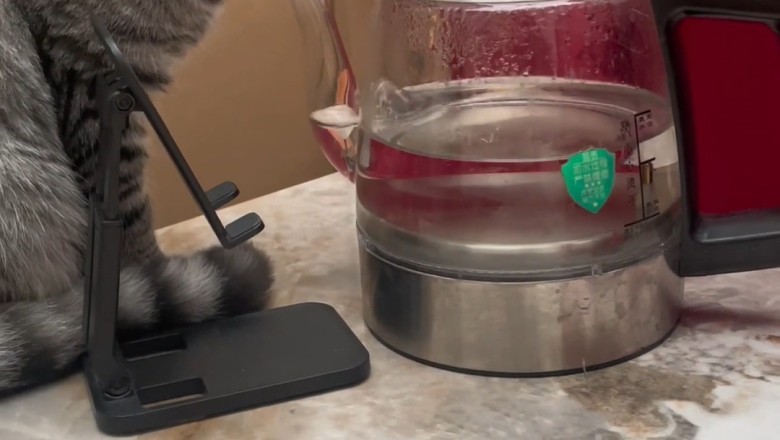 Cat Engineers: Felines Take on the Electric Machine Challenge!