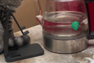 Cat Engineers: Felines Take on the Electric Machine Challenge!