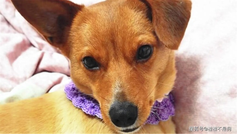 Do Dogs Prefer Male or Female Owners? Tips to Become Your Dog's Favorite