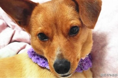 Do Dogs Prefer Male or Female Owners? Tips to Become Your Dog's Favorite