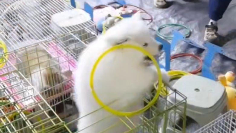 Epic Feline Fails: Cats vs. Acrobatic Dog Showdown! 😂🐱🐶