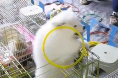 Epic Feline Fails: Cats vs. Acrobatic Dog Showdown! ππ±πΆ