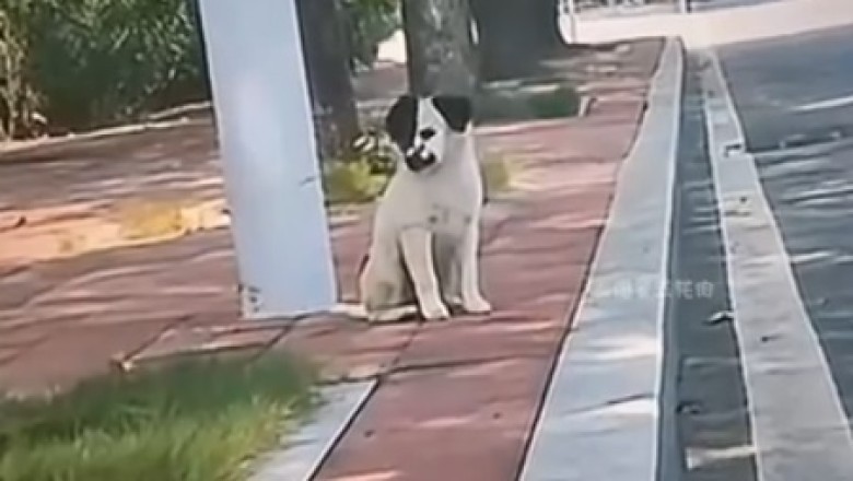 Laugh Out Loud: Epic Fails and Hilarious Antics of Dogs and Cats!