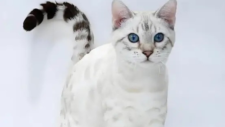 The Cat Contempt Chain: Discovering Your Feline’s Social Status