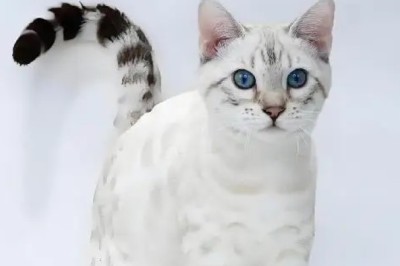 The Cat Contempt Chain: Discovering Your Feline’s Social Status