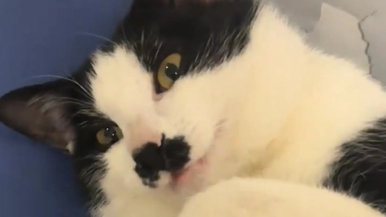 The Heartwarming Adventure of Baga: A Cat and His Devoted Owner