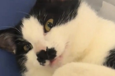 The Heartwarming Adventure of Baga: A Cat and His Devoted Owner