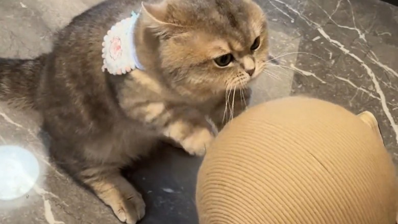 The Ultimate Cat Toy Showdown: Feline Fun at Its Finest!