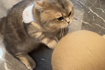 The Ultimate Cat Toy Showdown: Feline Fun at Its Finest!