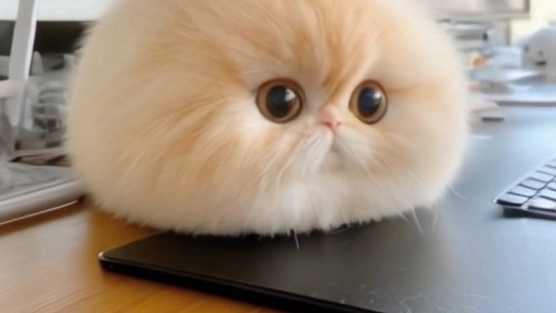 Wait... Is That a Cat or a Mouse? The Ultimate Feline Imposter!