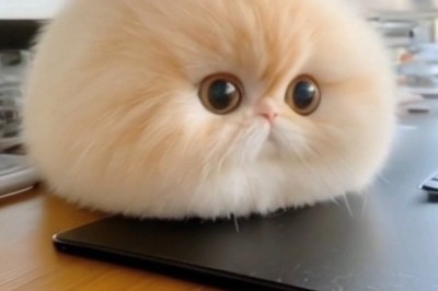 Wait... Is That a Cat or a Mouse? The Ultimate Feline Imposter!