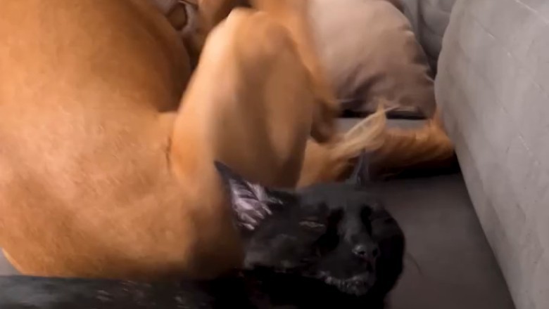 When Dogs Just Can't Take a Hint: Cat vs. Canine Comedy! 🐶😼