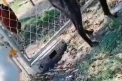 Epic Showdown: Duck vs. Dog โ Feathered Fury Unleashed! ๐ฆ๐ถ๐ฅ