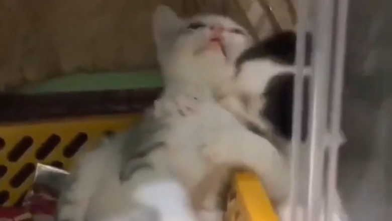 Double Trouble: Watch These Two Kittens Cause Adorable Chaos!