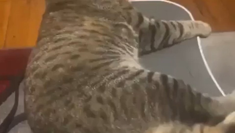 This Cat Just Weighed Itself—You Won't Believe the Result!