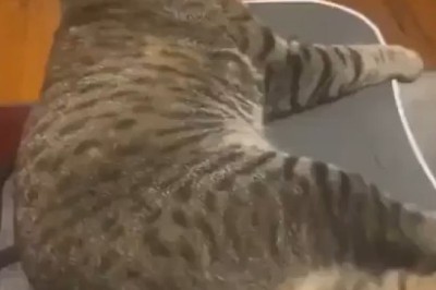 This Cat Just Weighed Itself—You Won't Believe the Result!