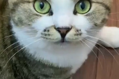 This Cute Catโs Adorable Antics Will Melt Your Heart!