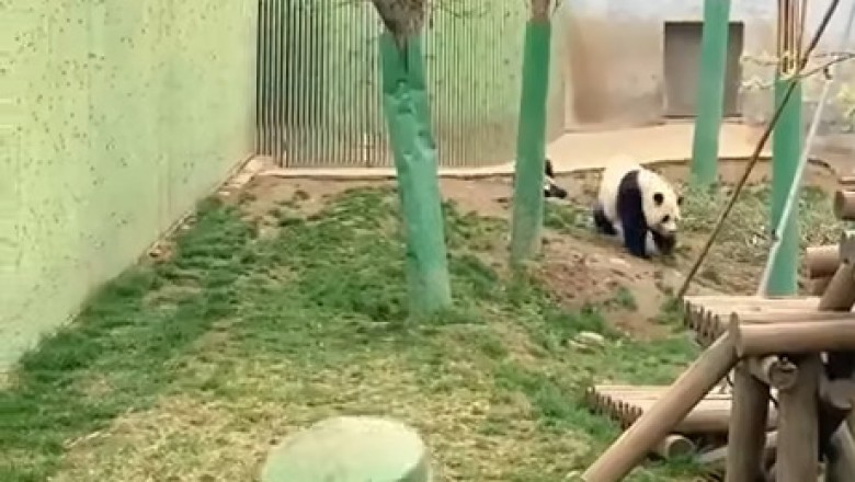 PANDA FEAST: Watch This Adorable Panda Enjoy Mealtime in the Garden! 🐼🥕