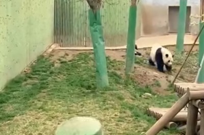 PANDA FEAST: Watch This Adorable Panda Enjoy Mealtime in the Garden! 🐼🥕