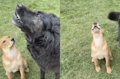 Baxter the Dog's Howling Lessons: Watch a Puppy Learn from the Best!